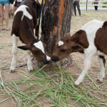 baby cows swiss sheep farm 2012