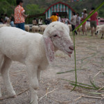 baby sheep at swiss sheep farm 2012