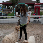 my wife swiss sheep farm 2012