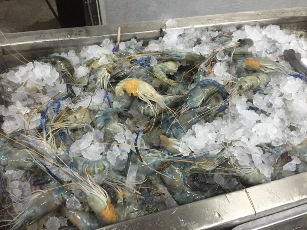 All you can eat prawns in Bangkok