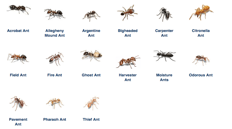 How to get rid of tiny ants store in kitchen